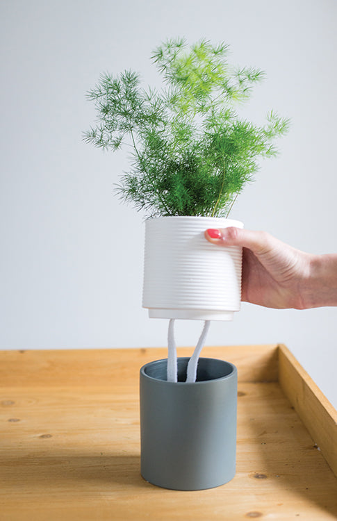 SUBSCRIPTION - Small House Plant