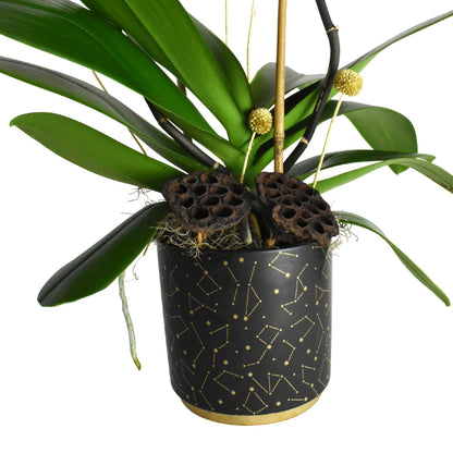 Cascading White Orchid Plant