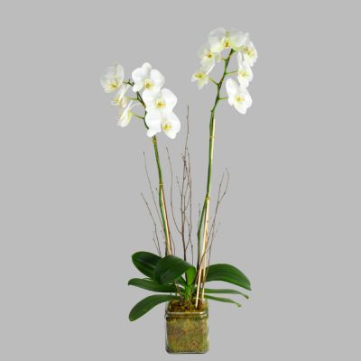 White orchid plant in a clear glass vase available for sale at Scent & Violet
