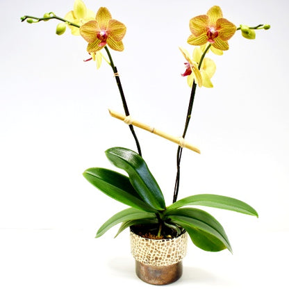 Yellow Orchid Plant Garden - Glass