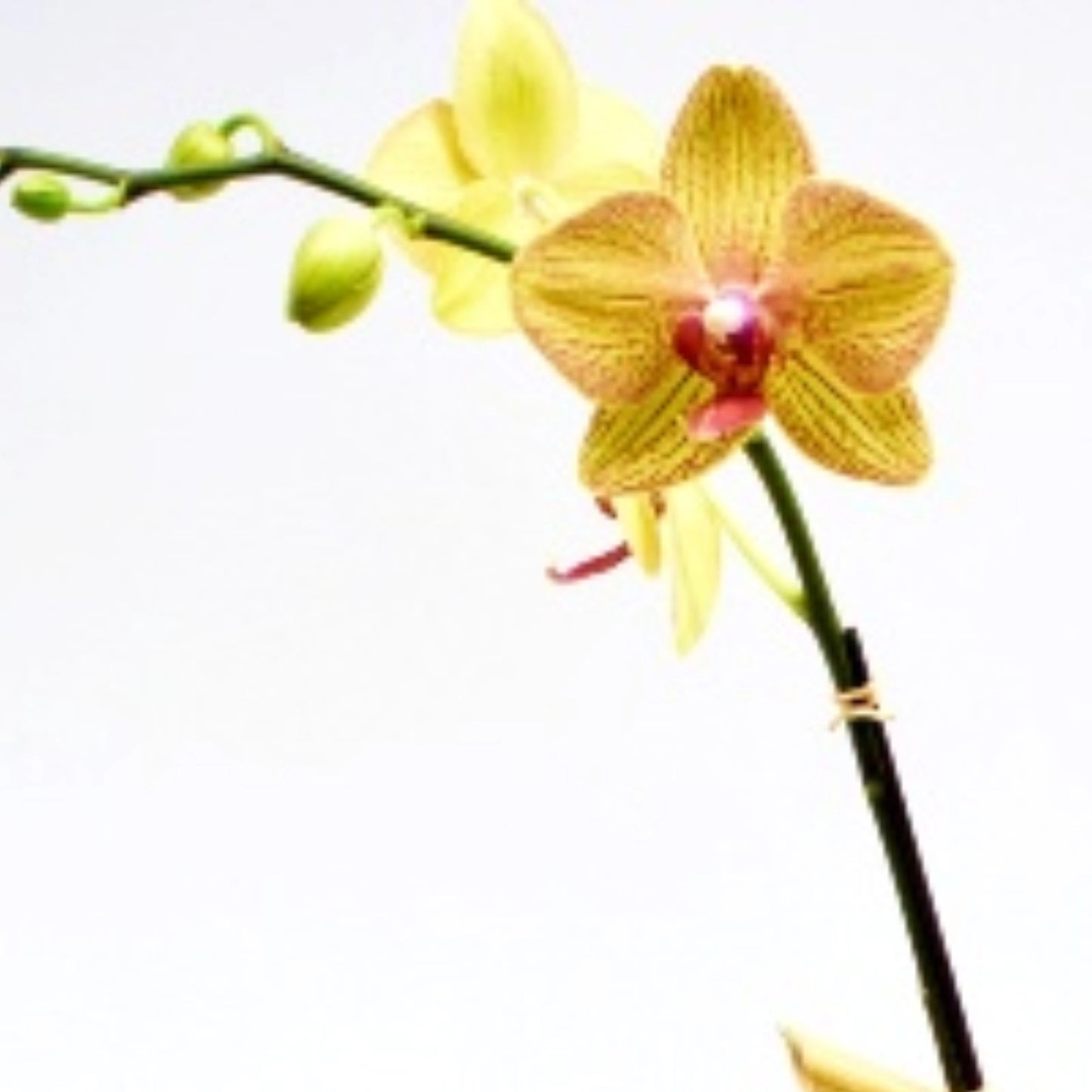 Yellow Orchid Plant Garden - Glass