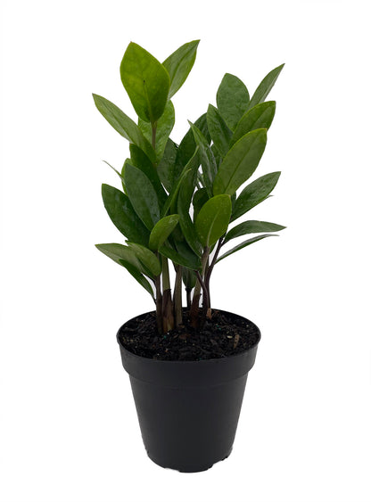 SUBSCRIPTION - Medium House Plant
