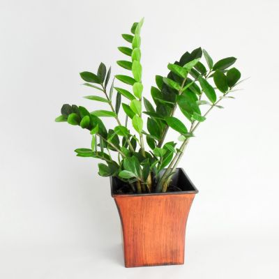 Potted zz plant in a wooden planter on a white background