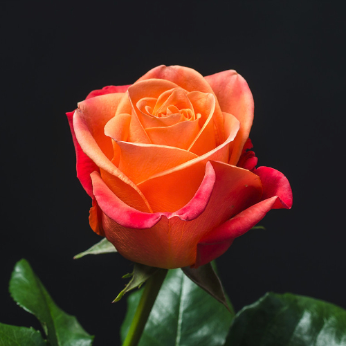 single orange rose