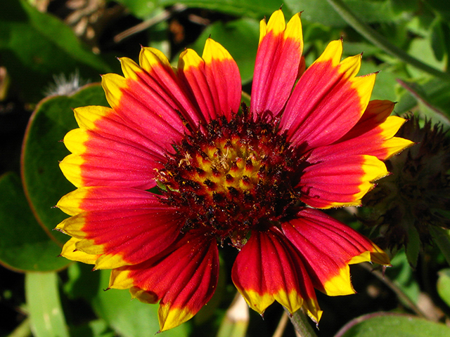 A_C_IMG6338-alan-cressler-wildflower-org.JPG
