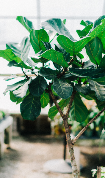 mike-marquez-fiddle-leaf-fig-plant-unsplash.jpg