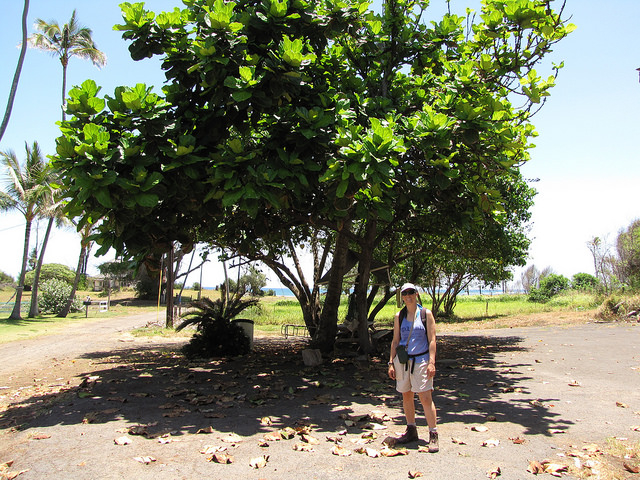 fiddle-leaf-fig-tree-forrest-kim-starr.jpg