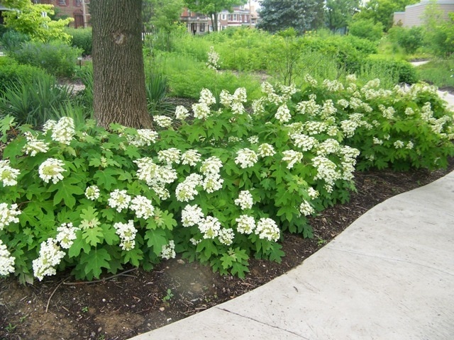 Oak_Leaf_Hydrangea-wholesale-nursery-co.jpg