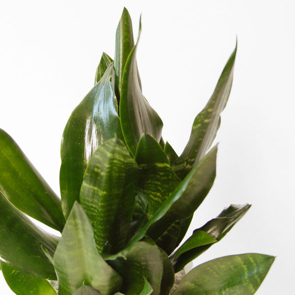 sansevieria-scent-and-violet-houston-launch-2.jpg