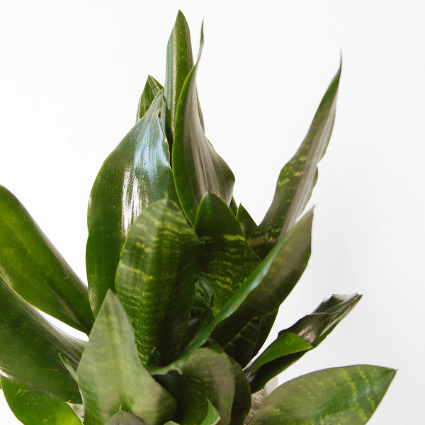 sansevieria-scent-and-violet-houston-launch-2.jpg