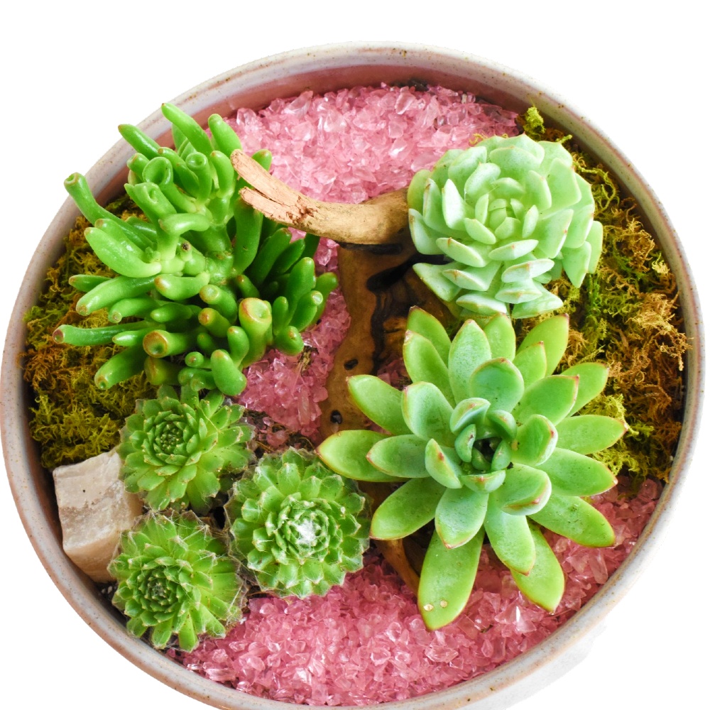 Pink River - Succulent Garden at Scent & Violet, flowers and gifts in Houston, TX