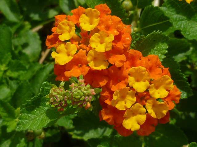 texas-lantana-lbj-wild-flower-center.jpg