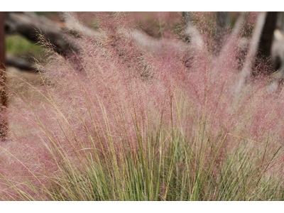 gulf-muhly-tree-lbj-wild-flower-center.jpg