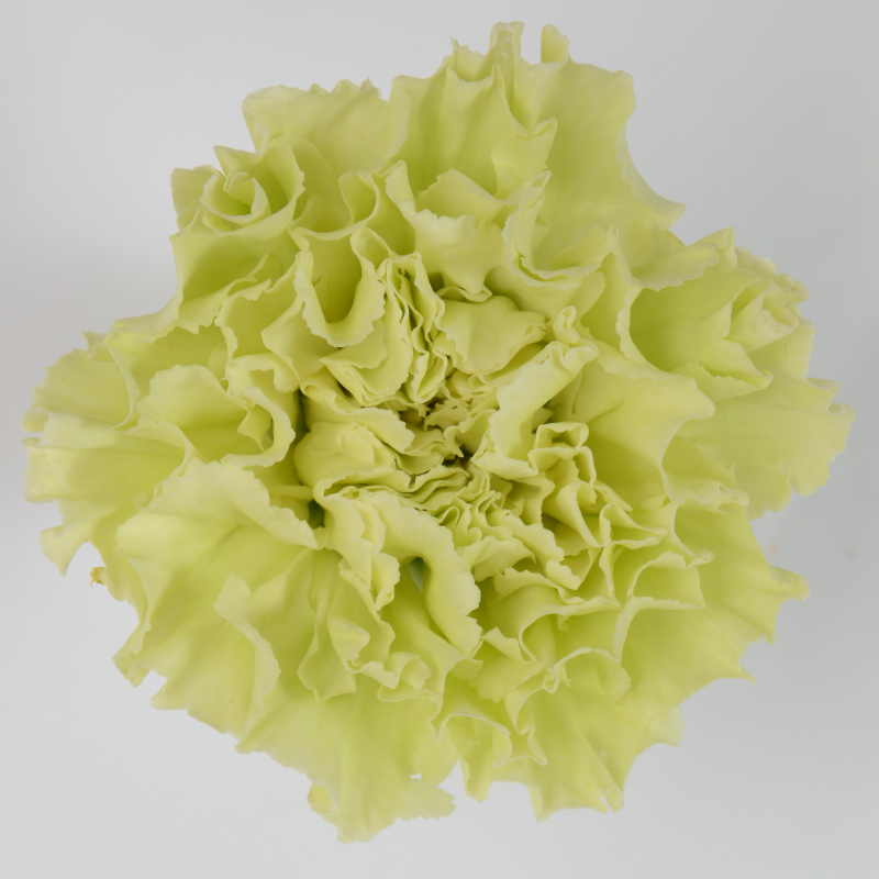 Green carnations Scent & Violet flowers and gifts Houston, TX