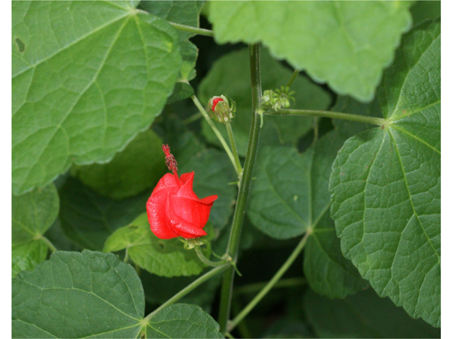 red-turks-cap-lbj-wild-flower-center.jpg