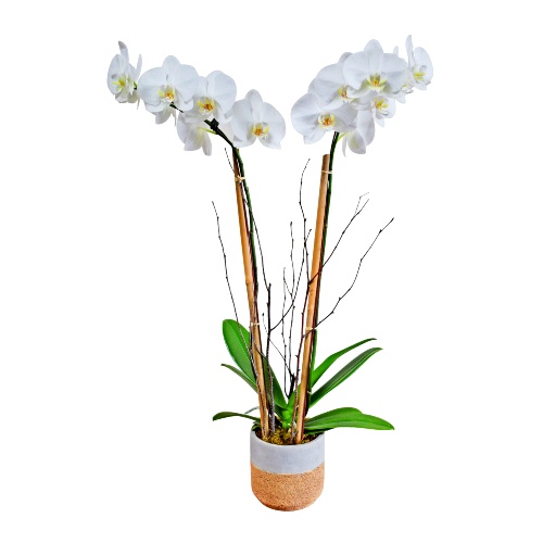 white orchid plant locally grown