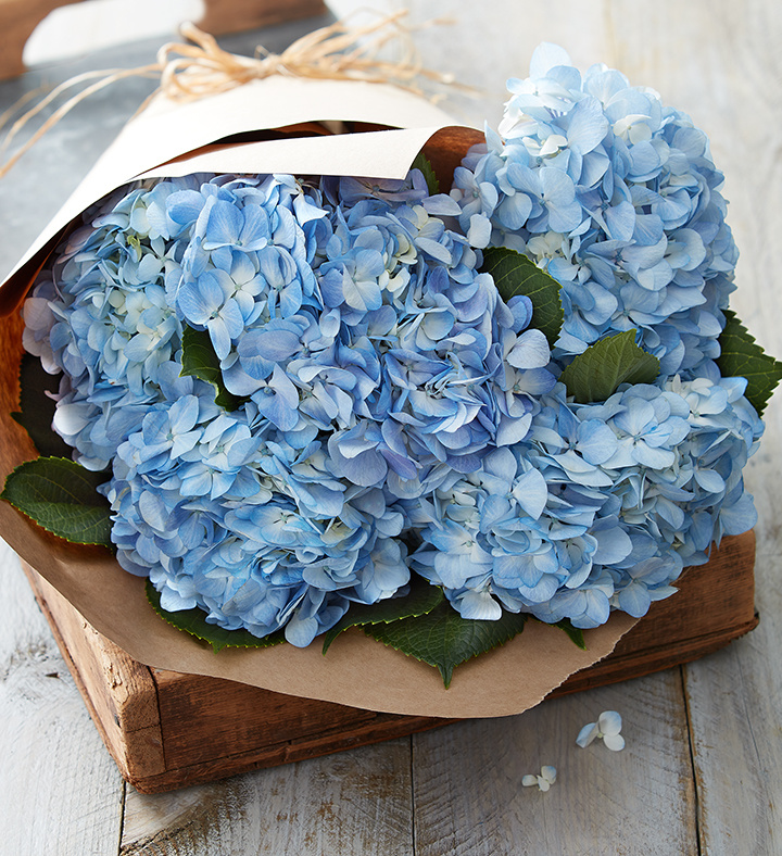 Image of Bouquet of hydrangea flowers buy near me