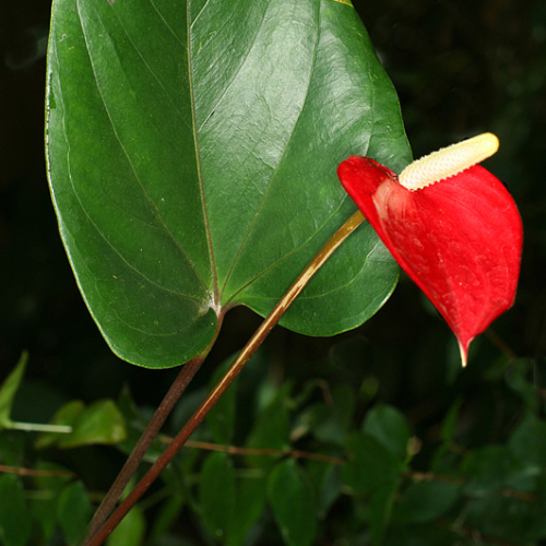 w_arac_m26993_anthurium_andreanum.jpg