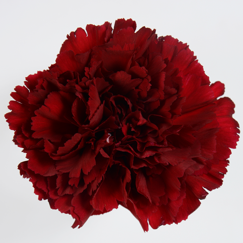 Burgundy carnations | Scent & Violet | flowers and gifts | Houston, TX