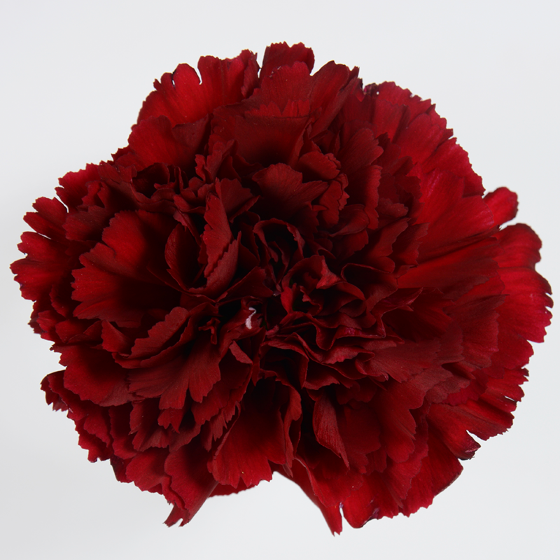 Burgundy carnations Scent & Violet flowers and gifts Houston, TX