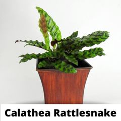 Calathea Rattlesnake Plant Care