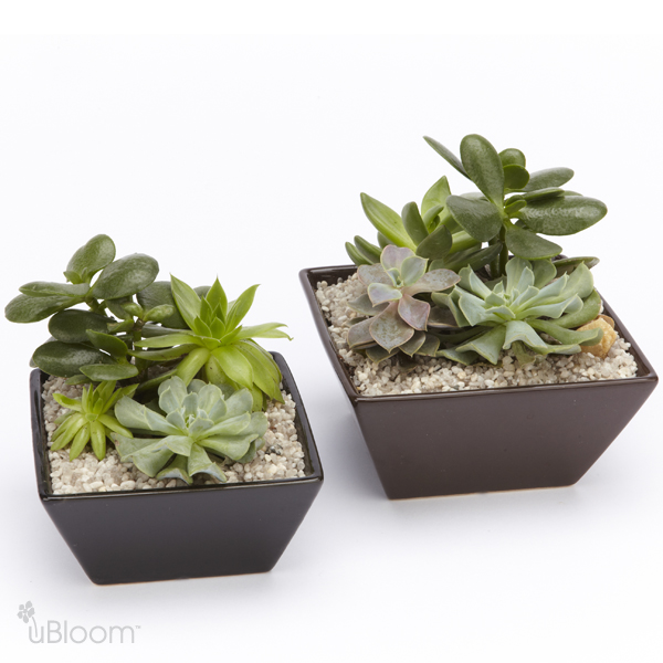 uBloom-ScrumptiousSucculents-W.jpg