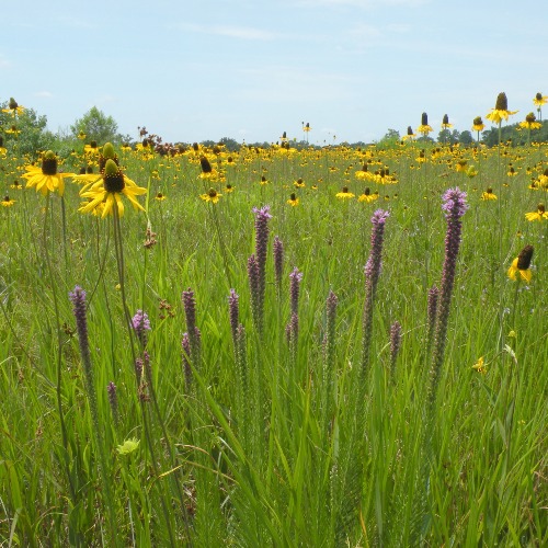 Liatris-R.-texana-College-Park-03Jun12 (1).jpg