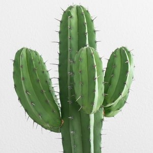 cactus.jpg