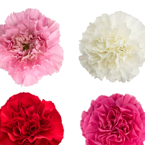 Carnation Meaning And Symbolism 57 OFF carnation-meaning-and-symbolism-57-off