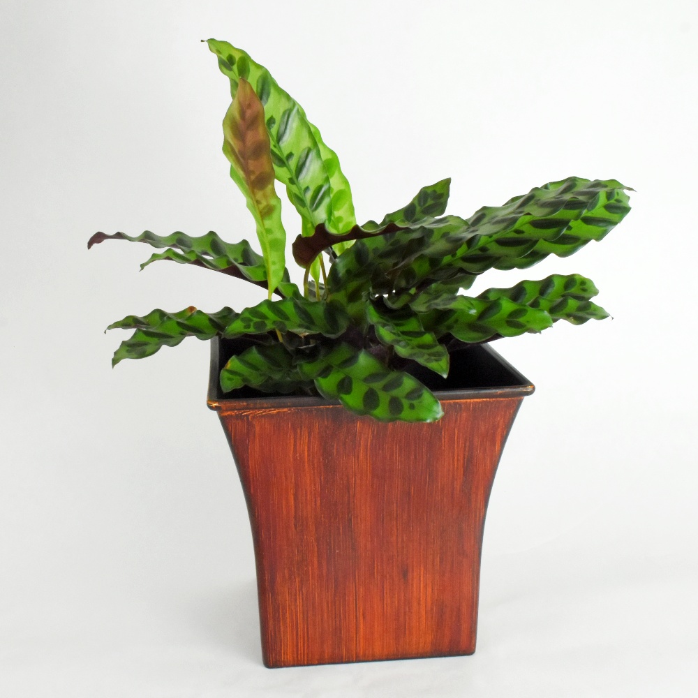 Calathea Rattlesnake: Plant Care :: Scent And Violet