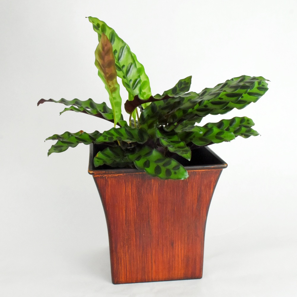 calathea-rattlesnake-brown-planter-scentandviolet-houston-tx.jpg