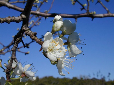 mexica-plum-tree-lbj-wild-flower-center.jpg