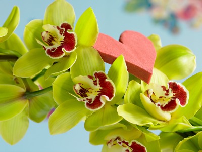 Cymbidium_orchid.jpg