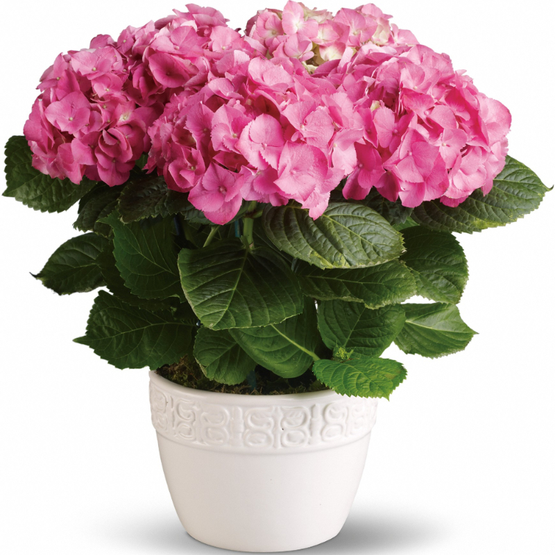 hydrangea_plant_pink_scentandviolet.jpg