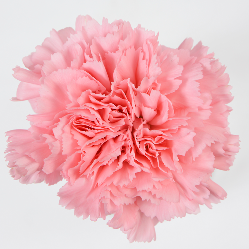 Pink carnations - Box of 200. 