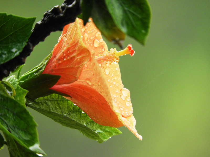 hibiscus-by-rajiv-bajaj-unsplash.jpg