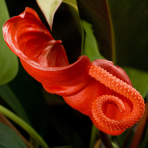 Anthurium_scherzerianum_wikipedia.jpg