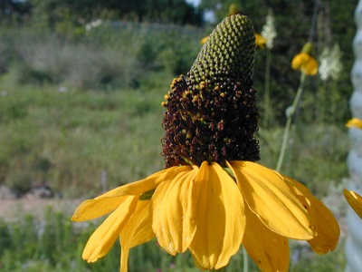 giant-coneflower-lbj-wild-flower-center.jpg