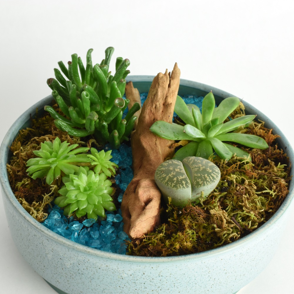 Blue River - Succulent Garden at Scent & Violet, flowers and gifts in Houston, TX