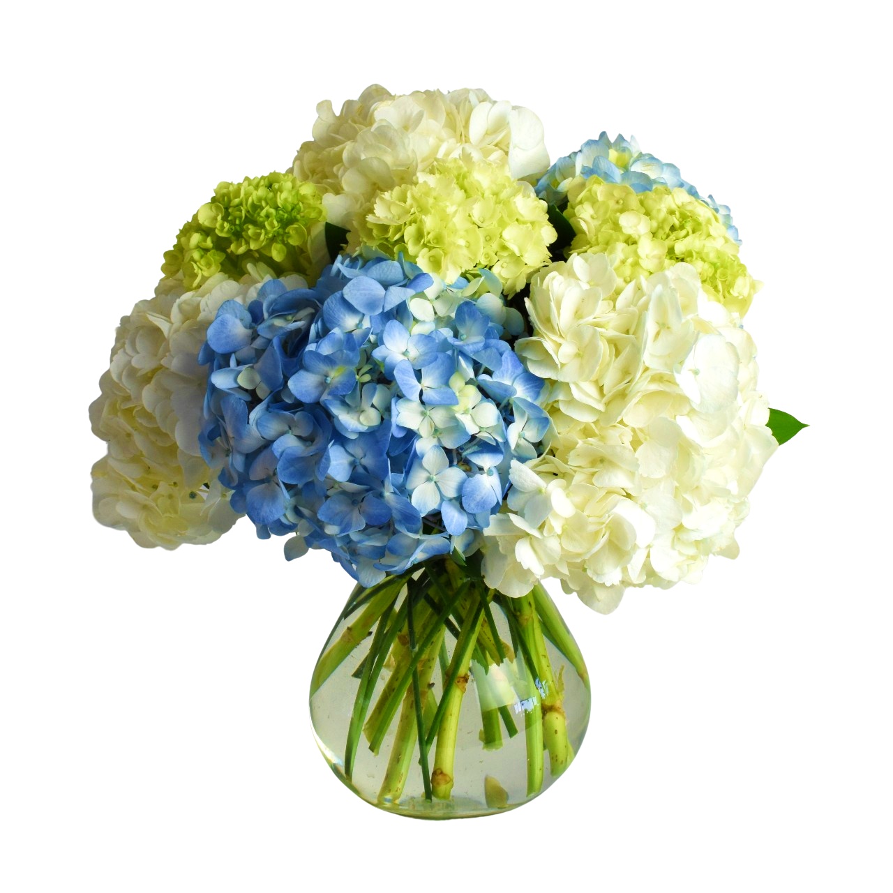 Mighty Hydrangea Scent & Violet flowers and gifts Houston, TX