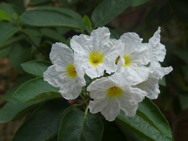 RCM_IMG3851-mathews-ray-photo-wildflower-org.JPG