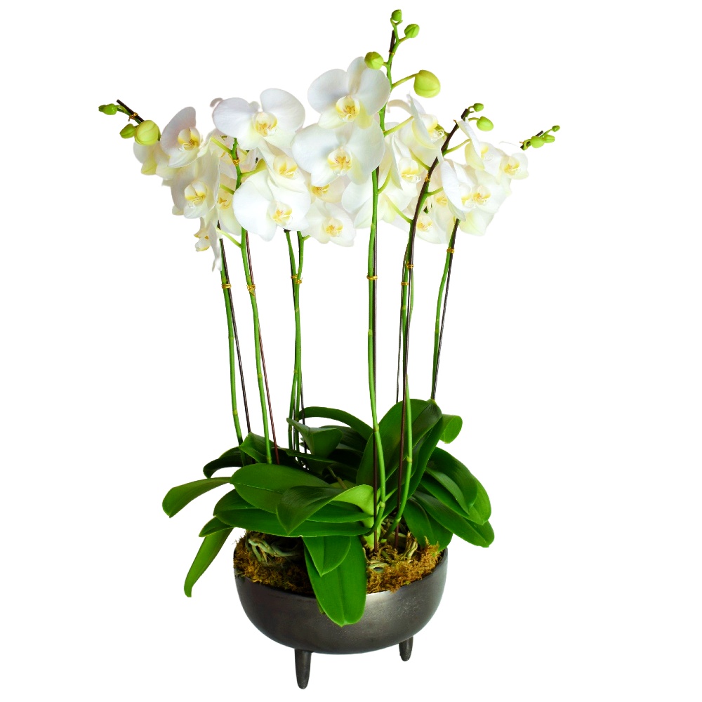 white orchid plants in exquisite gunpowder metal planter at Scent & Violet