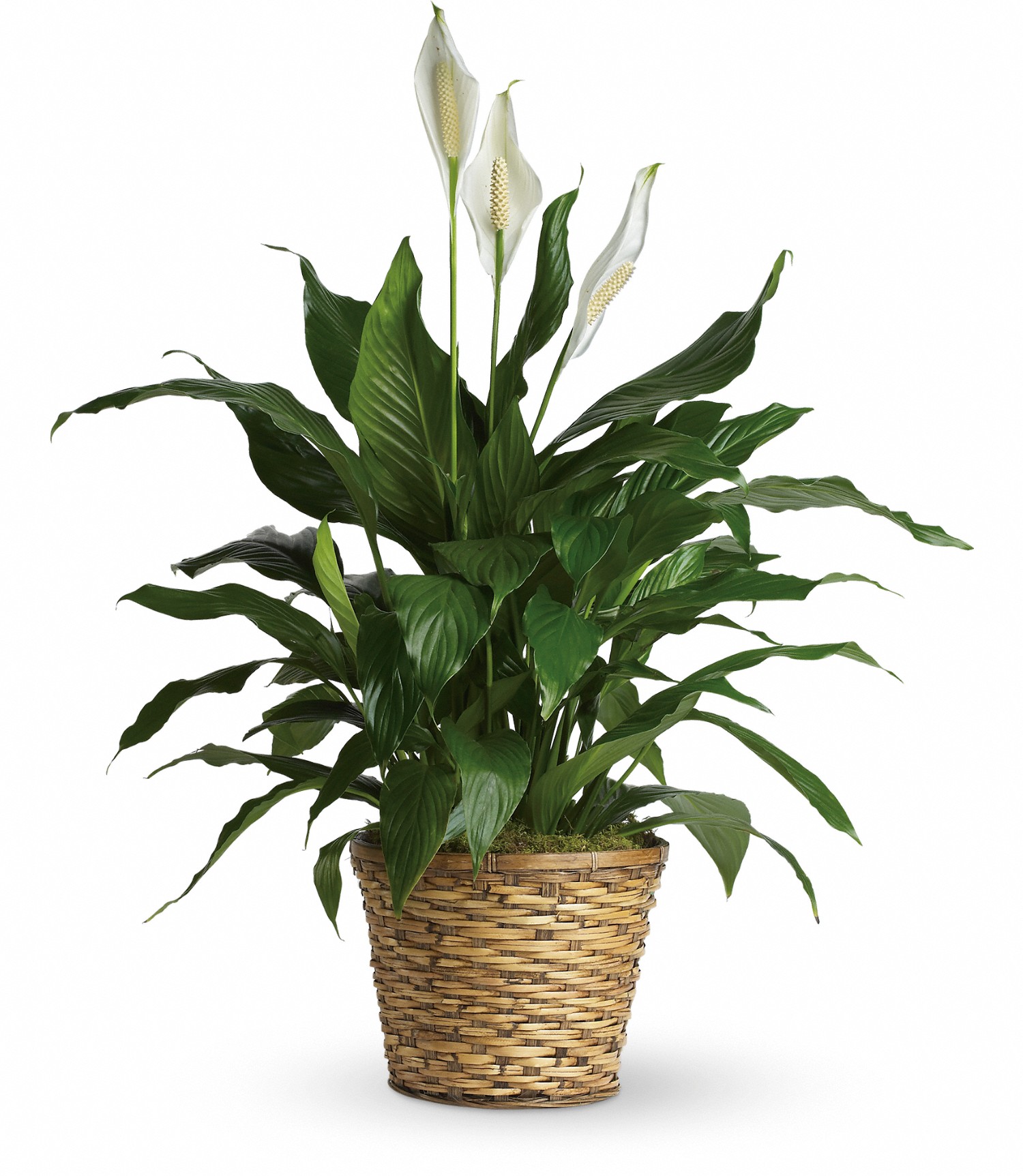 Large Peace lily plant Scent & Violet flowers and gifts Houston, TX