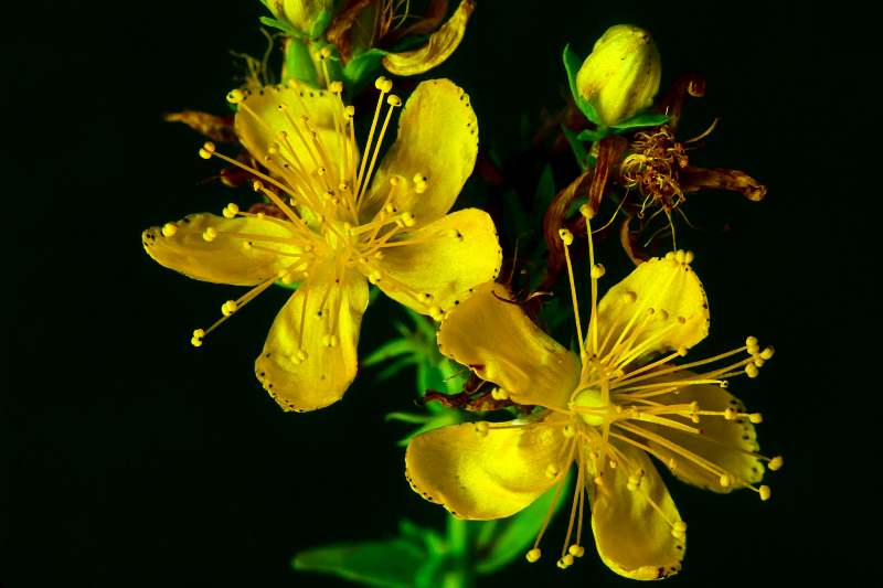 st_john's_wort.jpg