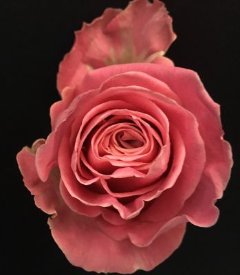 Antique pink rose  in Houston, TX