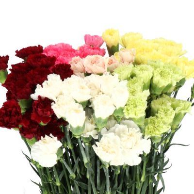 Call For Availability - DIY Carnations Assorted Colors in Houston, TX