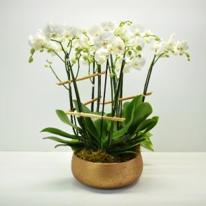 Orchid Plant Garden - White in Houston, TX