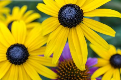 blackeyed-susan.jpg