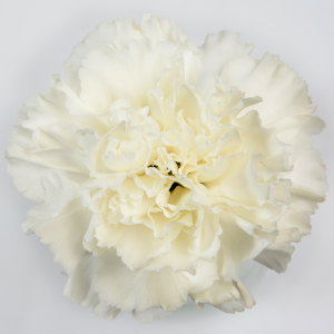 White Carnation - Box of 200