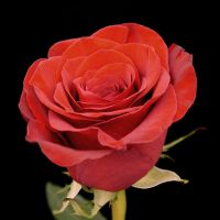 Bulk Red Roses - Box of 100